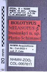 Etikette zu Melanotus businskyi (Platia & Schimmel, 2001) (NHMW-ZOO-COL-0007611)